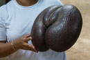 UNESCO-Naturerbe Vallée de Mai; endemische Pflanze Coco de Mer; Kokosnuss