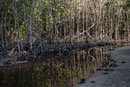 Mangrovenbucht mit Wasserschnecken 
