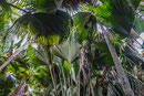 UNESCO-Naturerbe Vallée de Mai