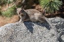 Squirrel - hat es im ganzen Park unzählbar viele.
