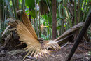 UNESCO-Naturerbe Vallée de Mai