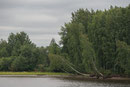 Birkenwälder am Ufer der Swir