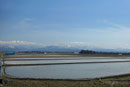 Reisfelder in der Ebene am japansichen Meer mit dem Blick auf die schneebedeckten Alpen
