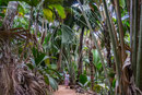 UNESCO-Naturerbe Vallée de Mai; Grössenvergleich