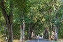 Deutsche Alleenstrasse. Diese zieht sich von der Ostseeküste auf Rügen bis weit in den Süden Deutschlands. 