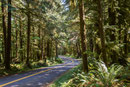 Wir fuhren weiter in den Hoh Rain Forest. In guter Voraussicht waren wir schon sehr früh dort ... ohne Wartezeit. Als wir nach Mittag weg fuhren, standen 80 Autos am Kassahäuschen ... pro Auto 1 Minute kassieren gibt 80 Minuten Wartezeit ...