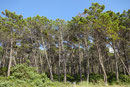 Punta Ala - Badestrand beim Pinienwald
