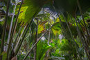 UNESCO-Naturerbe Vallée de Mai