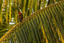 Hotel La Digue Island Lodge; einer der zahlreichen Vögel im Hotelgarten