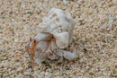 Am Strand wimmelt es von kleinen und ganz kleinen Lebewesen.
