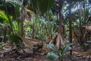 UNESCO-Naturerbe Vallée de Mai