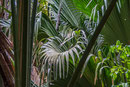 UNESCO-Naturerbe Vallée de Mai