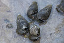 Mangrovenbucht mit Wasserschnecken 