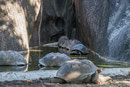 Union Estate; Riesen-Schildkröten