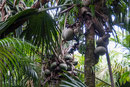 UNESCO-Naturerbe Vallée de Mai