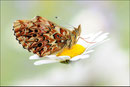 Natterwurz-Perlmutterfalter (Boloria titania), Wallis 2011