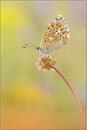 Himmelblauer Bläuling (P. bellargus), Thrüingen 2011