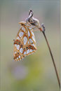 Kleiner Perlmutterfalter (Issoria lathonia), Thüringen 2010