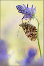Natterwurz-Perlmutterfalter (Boloria titania), Wallis 2011