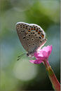 Spanischer Bläuling Weibchen (P. pylaon ssp. trappi), Wallis 2009
