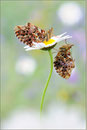 Natterwurz-Perlmutterfalter (Boloria titania), Wallis 2011