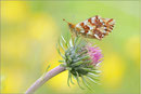 Boloria napaea, Wallis 2011