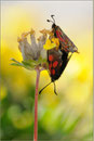 Zygaena exculans, Wallis 2011