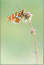 Silberfleck Perlmutterfalter (Boloria euphrosyne), Thüringen 2012