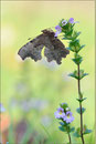 C-Falter (Polygonia c-album), Thüringen 2010