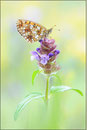 Braunfelckiger Perlmutterfalter (Boloria selene), Thüringen 2011
