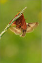 Malacosoma alpicola, Wallis 2010