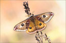Kleines Nachtpfauenauge (Eudia pavonia), Thüringen 2012