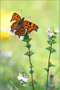 C-Falter (Polygonia c-album), Thüringen 2010