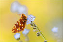 Boloria pales, Wallis 2011