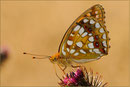 Feuerroter Perlmutterfalter (Argynnis adippe), Thüringen 2009