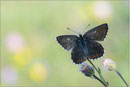 Silbergrüner Bläuling (P. coridon), Thüringen 2010
