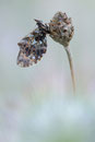 Magerrasen Perlmutterfalter (Boloria dia), Thüringen 2012