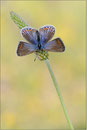 Esparsettenbläuling (Polyommatus thersites), Thüringen 2012
