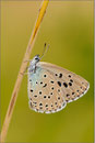 Thymian-Ameisenbläuling (Maculinea arion), Thüringen 2010