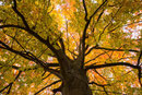 Herbstimpressionen, Steiger Erfurt, 10.2012