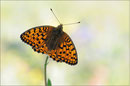 Mittlerer Perlmutterfalter (Argynnis niobe), Wallis 2011