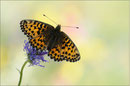 Natterwurz-Perlmutterfalter (Boloria titania), Wallis 2011