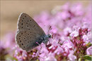 Kreuzenzian-Ameisenbläuling (Maculinea rebeli), Wallis 2010