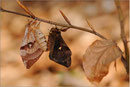 Nagelfleck (Kopula Nominat x ferenigra), Thüringen 2010