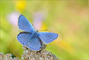 Himmelblauer Bläuling (P. bellargus), Thüringen 2010