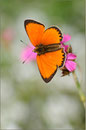 Dukanten-Falter (Lycaena virgaureae), Wallis 2011