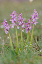 Kleines Knabenkraut (Anacampti morio), Thüringen 2010