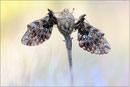 Magerrasen Perlmutterfalter (Boloria dia), Thüringen 2012