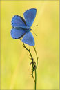 Himmelblauer Bläuling (P. bellargus), Thüringen 2010