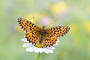 Natterwurz-Perlmutterfalter (Boloria titania), Wallis 2011